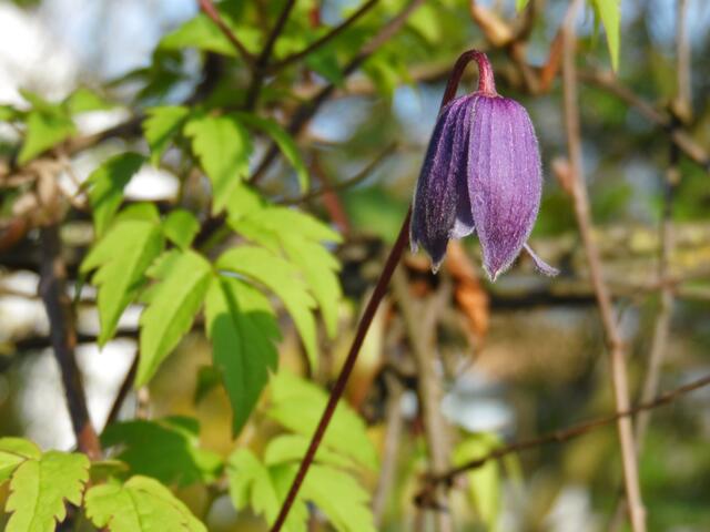 Alpen-Clematis