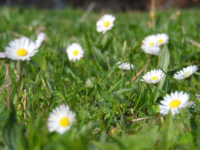 Gänseblümchen