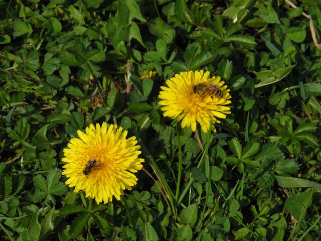 Löwenzahn mit Bienen
