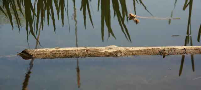Ein naher Verwandter des Twistesee-Krokodils...