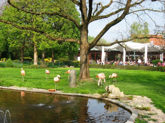Zierliche Flamingos in zarten rosa Farben               vor dem Cafe