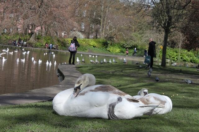 Im sonnigen St. Stephen's Green Park.