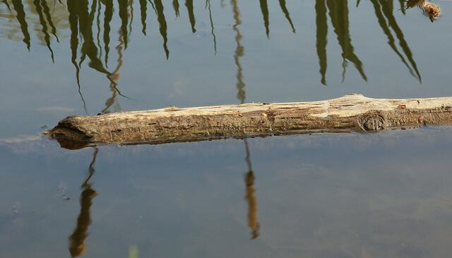 der friedliche Schloßteich-Alligator.