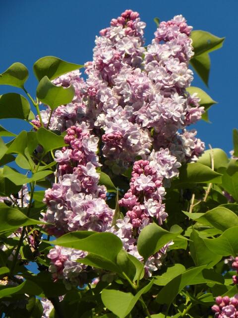 An meinem Fliederbaum heute ! -------------------------------Ich schenke diese Blüten an meinem Fliederbaum, all denen, die ich die letzte Zeit etwas vernachlässigt habe, sowohl mit Kommentaren als auch mit lesen und zur Kenntnis nehmen der vielen Tips und Beiträge! ----Ich versichere Euch, daß es keine persönlichen Gründe hat, sondern einfach für mich die zeitlichen Möglichkeiten sind!----Es geht halt nicht alles was man gerne möchte wenn der Tag nur 24 Stunden hat!
