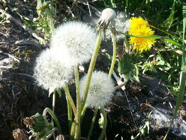 Pusteblume!!!
