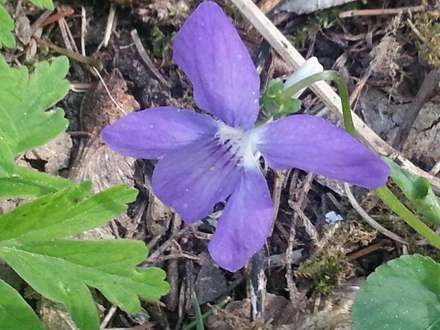 Zartes Blau ......