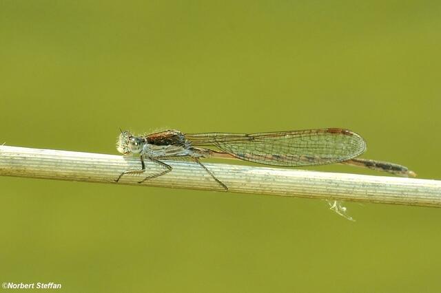 Gemeine Winterlibelle (Sympecma fusca) Männchen