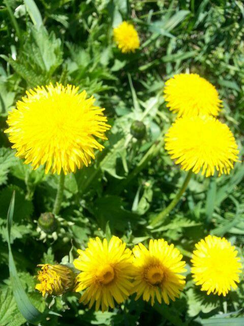 kleinen SONNEN .....in der Sonne