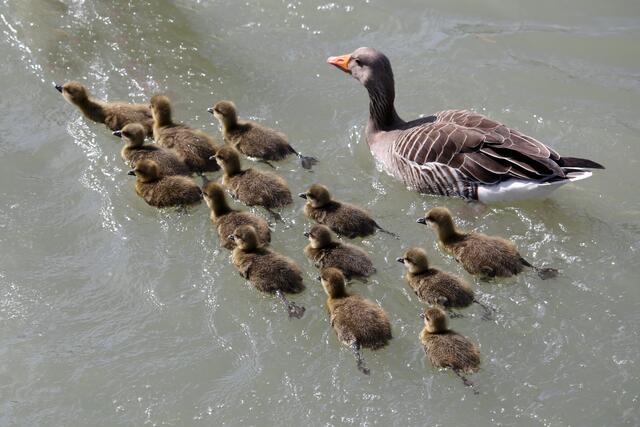 Oh, Mama kommt.