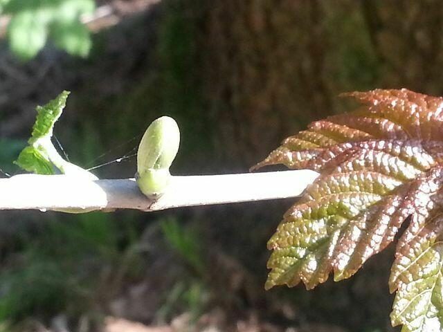 neues "Leben" ....
