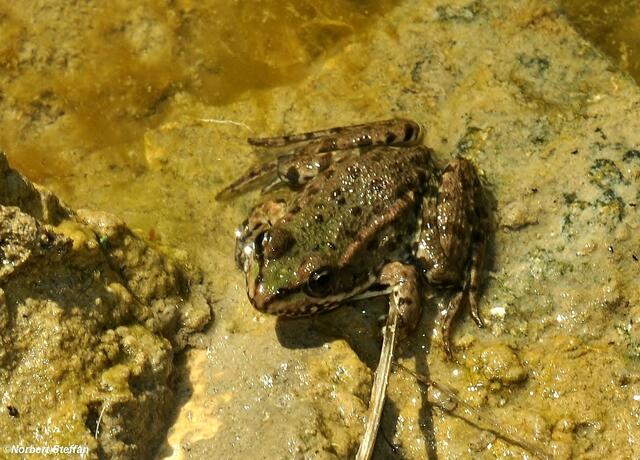 Frosch