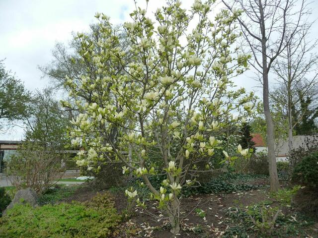 Bad Langensalza im Magnoliengarten