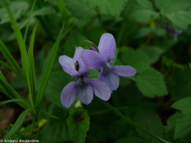 Im Klosterwald entdeckt (Veilchen)
