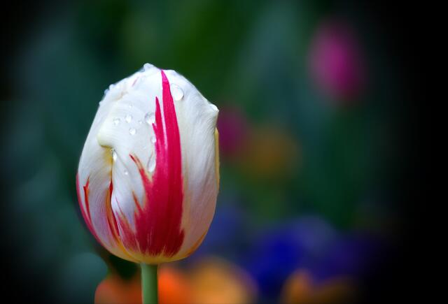 Oterfarben, Tulpen nach dem Regen
