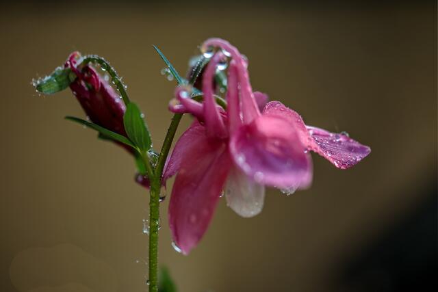 Akelei nach dem Regen