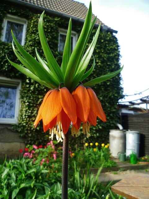 Die bunten Farben der Natur zu Ostern 2014 -  am 21.4.2014 !
