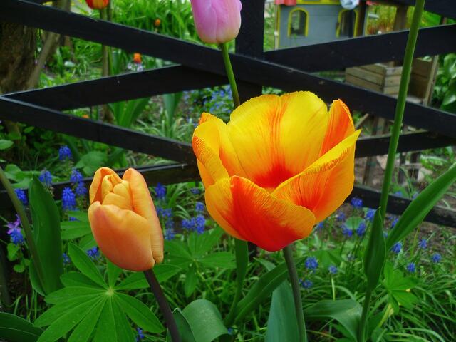 Die bunten Farben der Natur zu Ostern 2014 -  am 21.4.2014 !