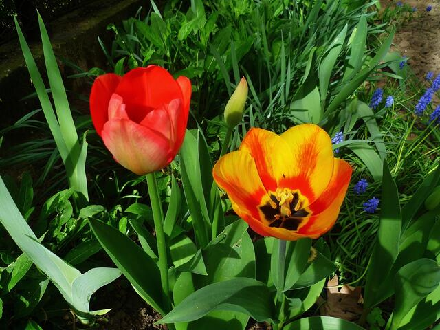 Die bunten Farben der Natur zu Ostern 2014 -  am 21.4.2014 !