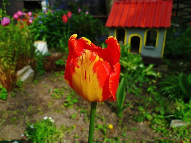 Die bunten Farben der Natur zu Ostern 2014 -  am 21.4.2014 !