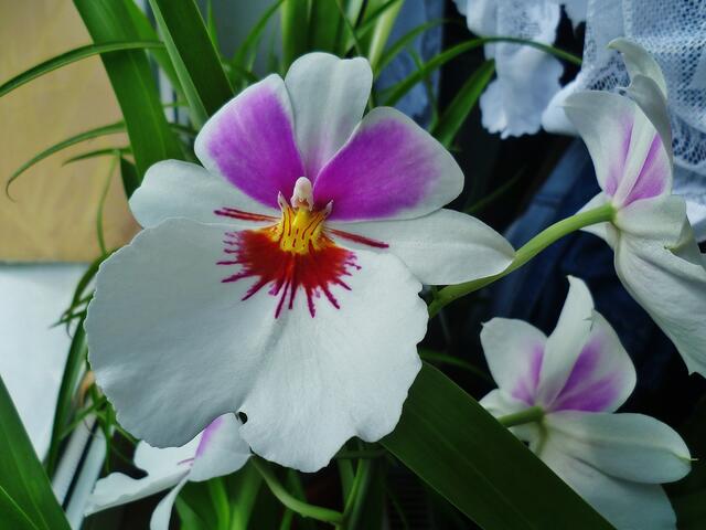 Die bunten Farben der Natur zu Ostern 2014 -  am 21.4.2014 !