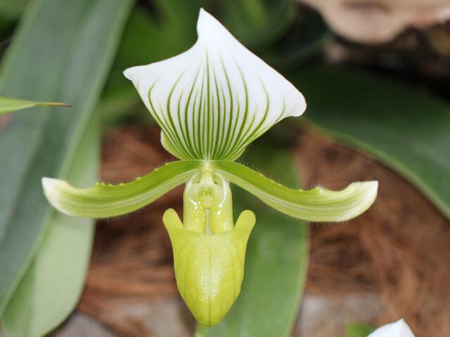 grüne Orchidee