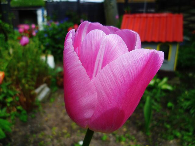 Die bunten Farben der Natur zu Ostern 2014 -  am 21.4.2014 !