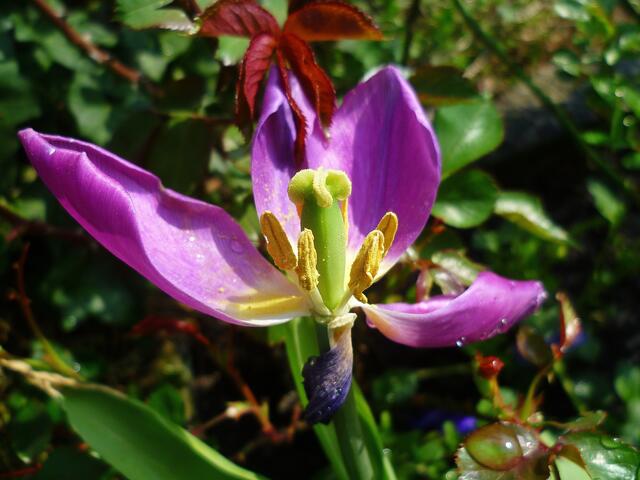 Die bunten Farben der Natur zu Ostern 2014 -  am 21.4.2014 !