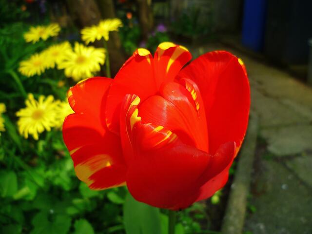 Die bunten Farben der Natur zu Ostern 2014 -  am 21.4.2014 !