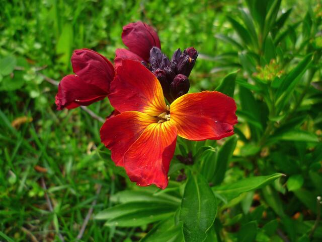 Die bunten Farben der Natur zu Ostern 2014 -  am 21.4.2014 !