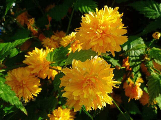 Die bunten Farben der Natur zu Ostern 2014 -  am 21.4.2014 !