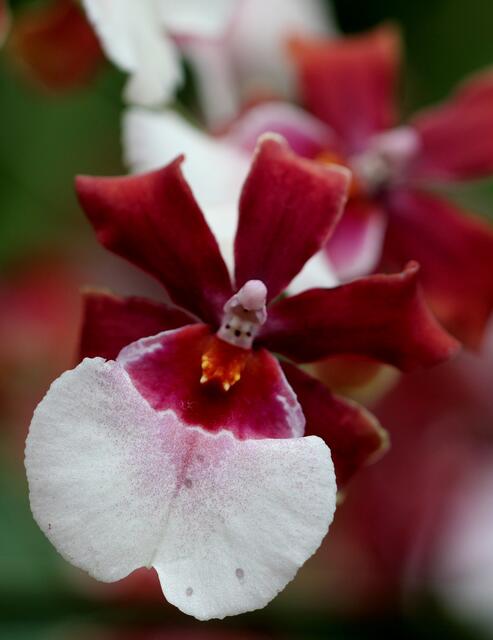 eine kleine Orchideenblüte