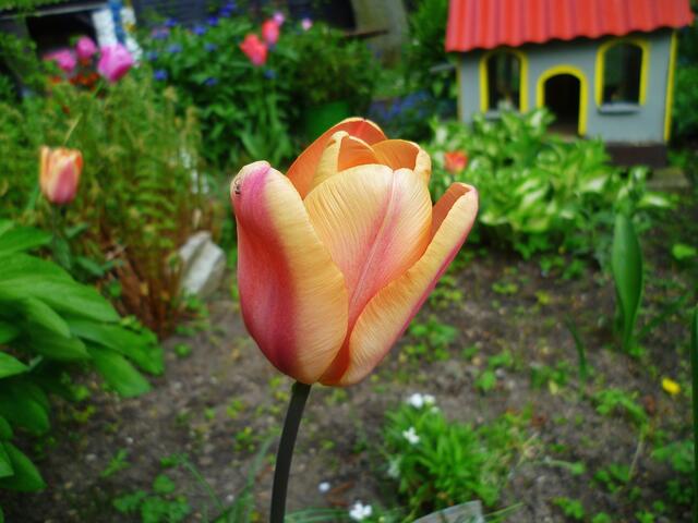 Die bunten Farben der Natur zu Ostern 2014 -  am 21.4.2014 !