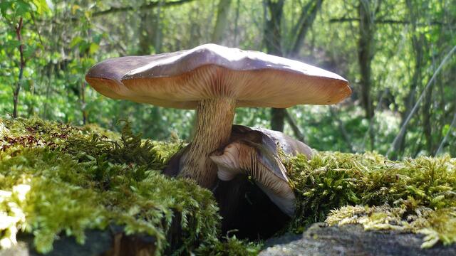 Gut "BeHütet" über Ostern gekommen - 19.4.2014 !