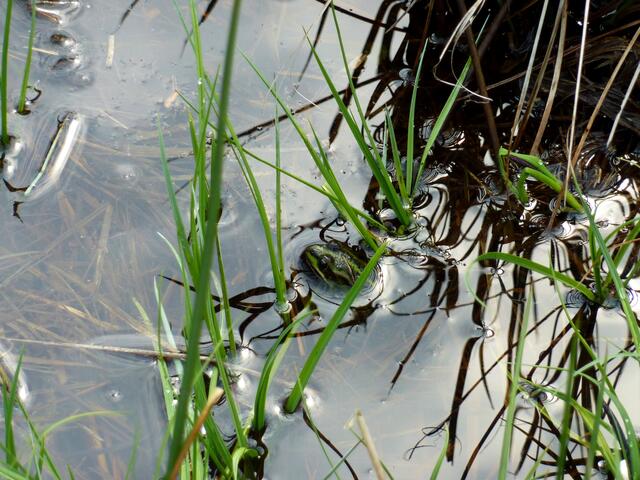 Eine Blattknospe?