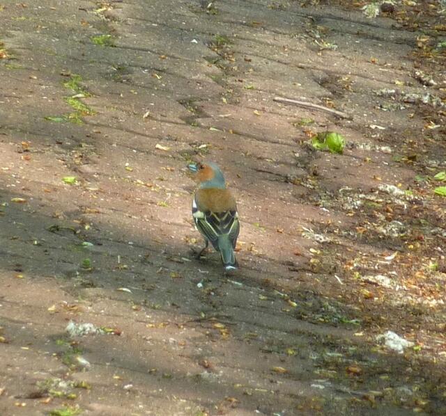 Der Buchfink ist ein schöner bunter Vogel.