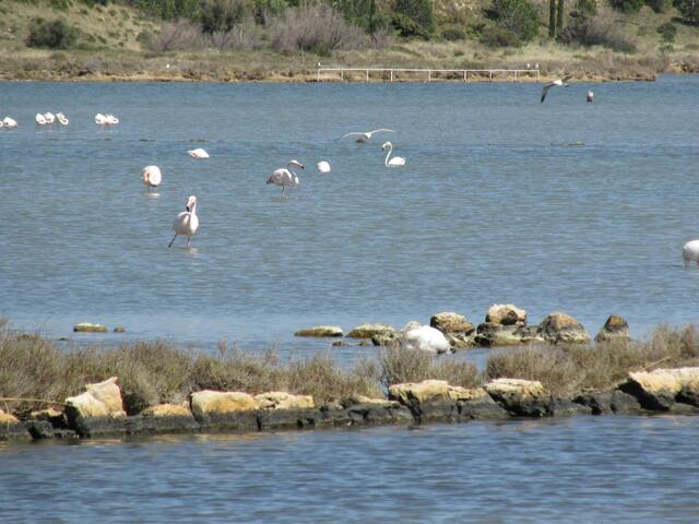 Nicht weit vom Frachthafen Flamingos in ihrer natürlichen Umgebung