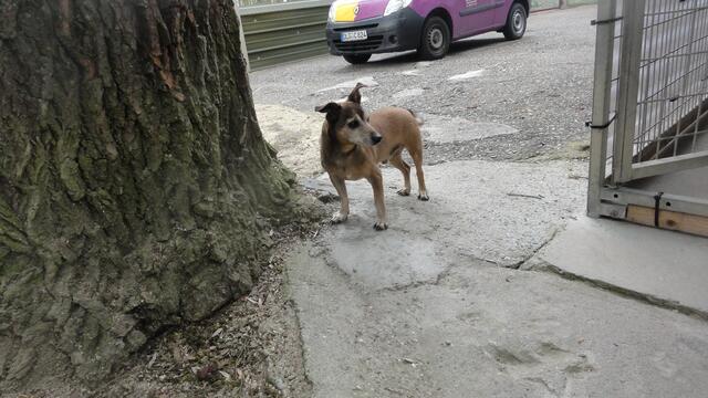 Balou (Pflegestelle)