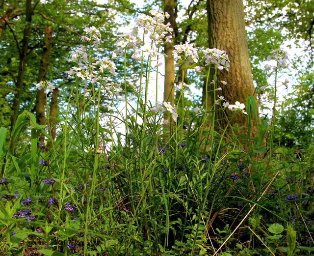 Wiesenschaumkraut im Wald