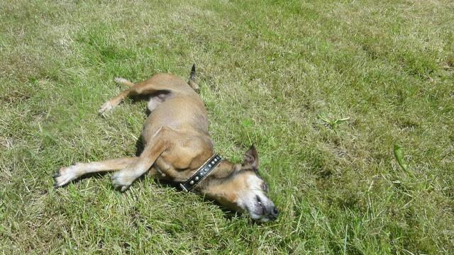 Balou (Pflegestelle)