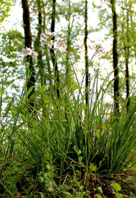 Wiesenschaumkraut im Wald