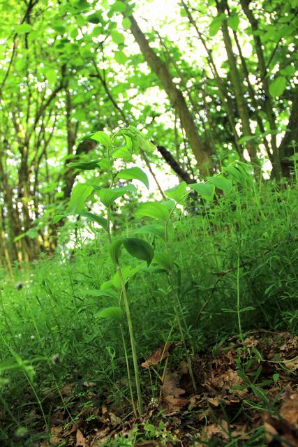 Waldweißwurz
