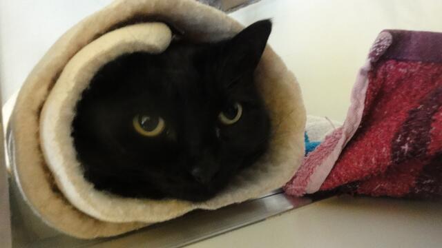 Blacky