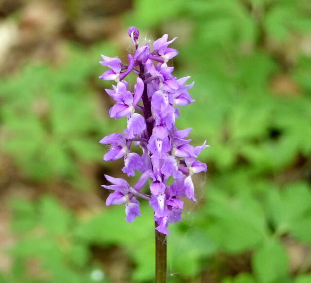 Das männliche Knabenkraut (Orchis mascula). Orchidee des Jahres 2009. Das Pflücken ist verboten. Das männliche Knabenkraut steht unter Naturschutz.