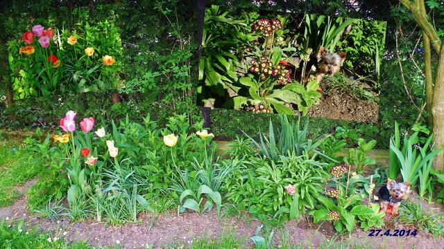 (17) !!! Sonntags + Monatsbilder / Blumenbeet !!! 27.4.2014 Temperatur: Plus 9°C / 7:26h / 18°C Plus 8:23h und in der Sonne schon 24°C Wind:1-3/ bewölkt / sonnig warm