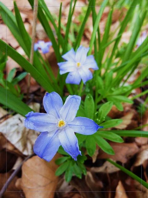Blaustern (Scilla)