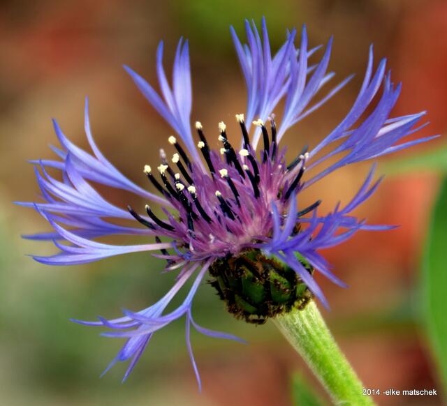 diese Bergflockenblume