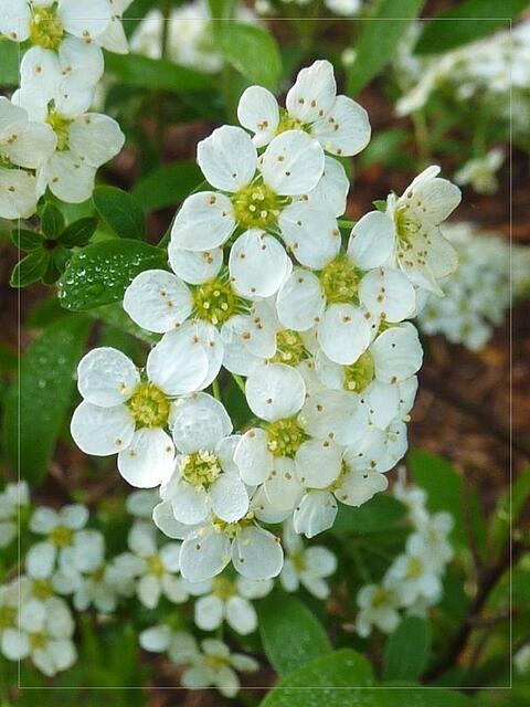 Blüten des Spierstrauches