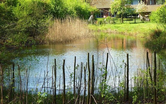 Der Teich ist bald wieder fast zugewachsen