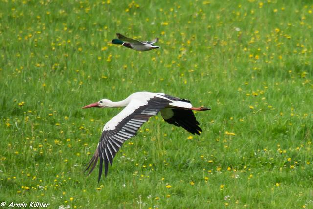 Synchronflug