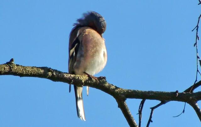 ...ist ja auch noch ganz schön blass, der Bauch! ;-))